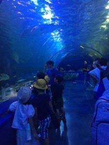 Shinagawa Aquarium 英語学童access
